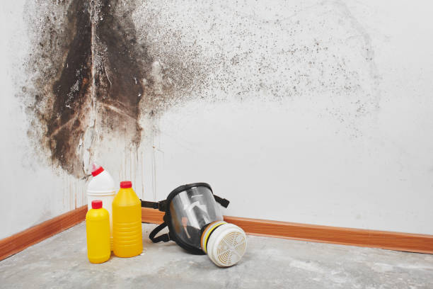 Crawl Space Mold Removal in Richboro, PA