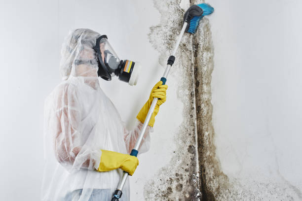 Best Commercial Mold Removal  in Richboro, PA