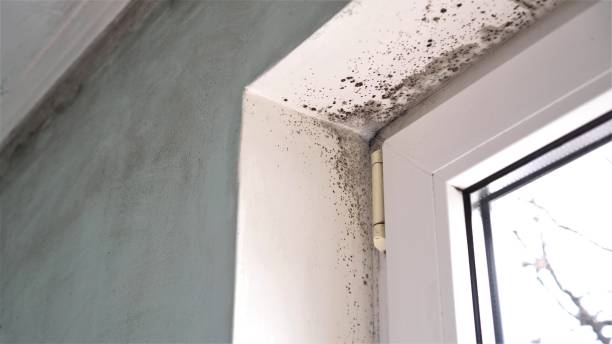 Best Certified Mold Removal  in Richboro, PA
