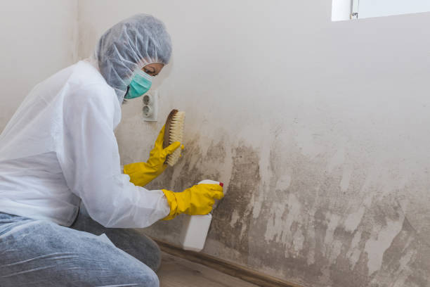 Best Mold Damage Repair  in Richboro, PA