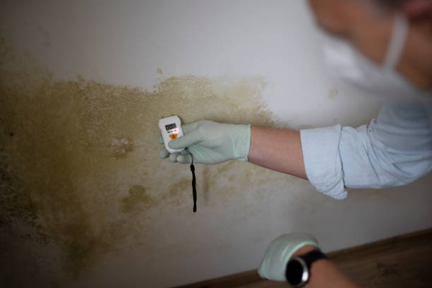 Best Home Mold Removal  in Richboro, PA