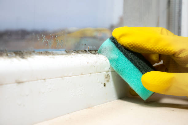 Best Mold Cleaning Services  in Richboro, PA