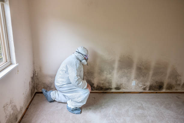 Best Attic Mold Removal  in Richboro, PA