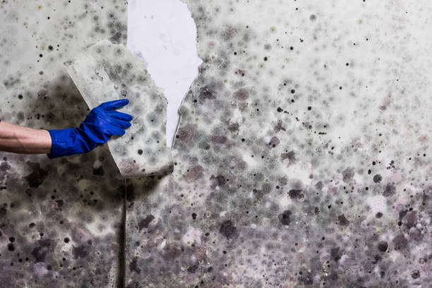 Best Mold Testing  in Richboro, PA